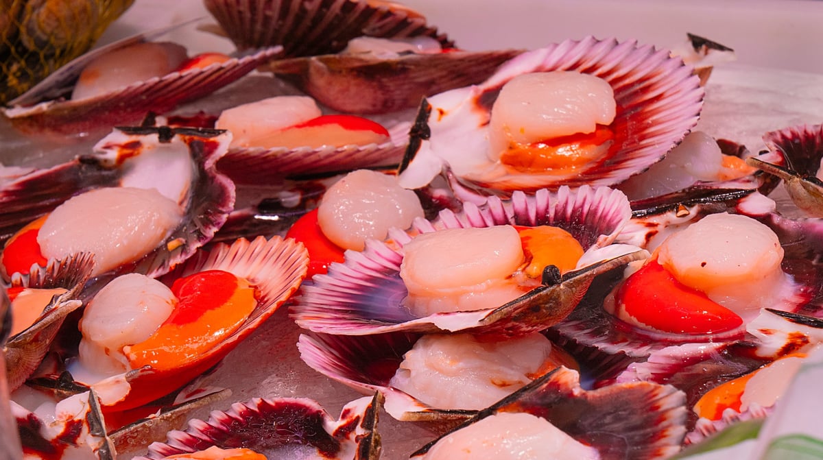 Fresh Scallops Seafood Exposed for Sale at Fish Market